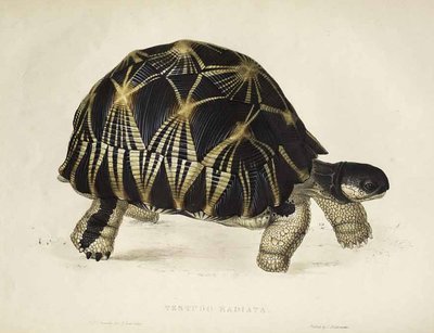 Testudo radiata de Edward Lear